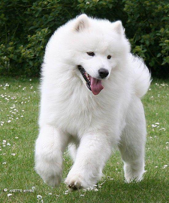 血统纯正纯种萨摩幼犬