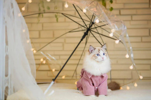纯种布偶猫家养活体幼猫出售