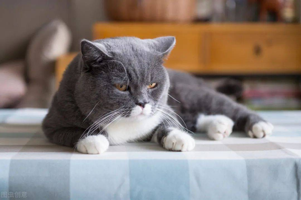 英国短毛猫出售 脾气好 幼猫 可上门挑选!