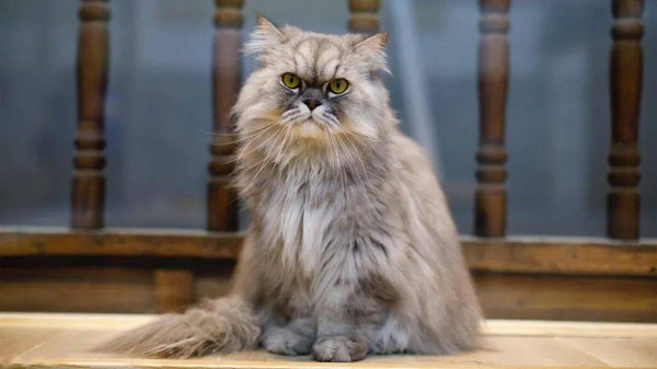 纯种健康缅因猫幼猫