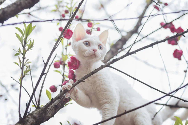 德文卷毛猫济南当地可到店挑选