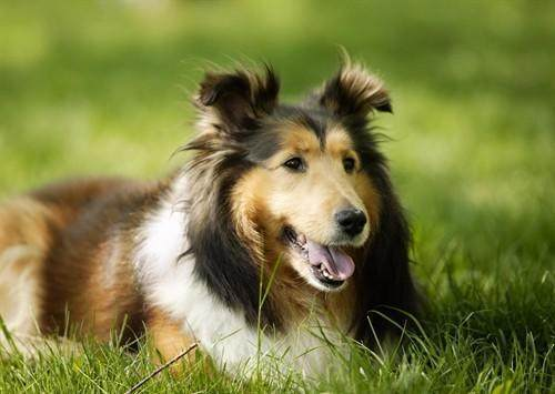 苏格兰牧羊犬