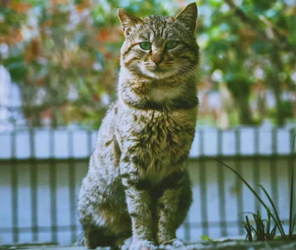中国狸花猫