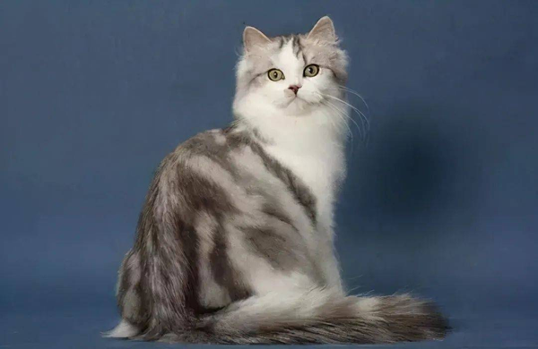 褴褛猫