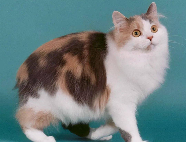 威尔士猫