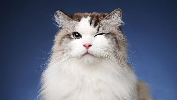 卡本萌猫