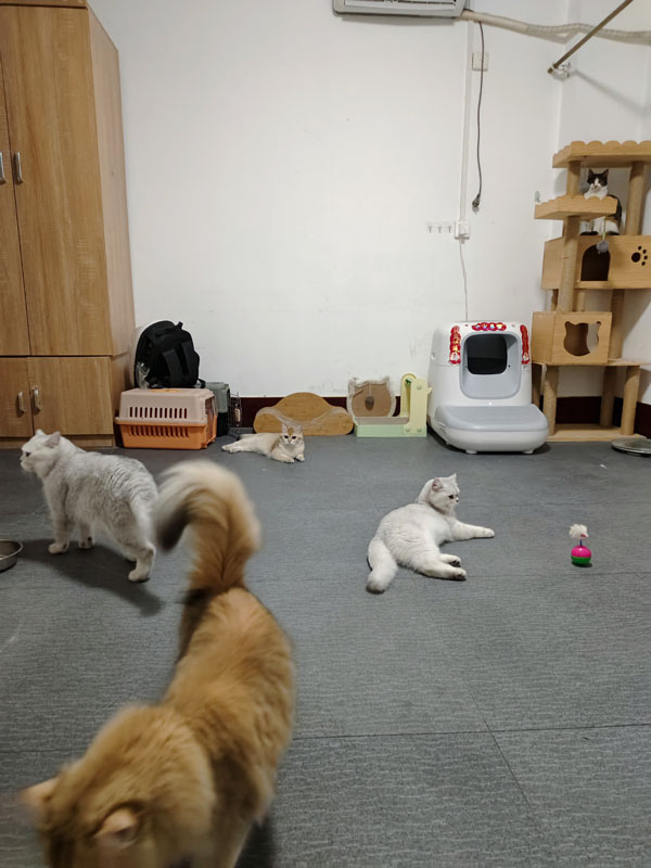 喵呜宠物店