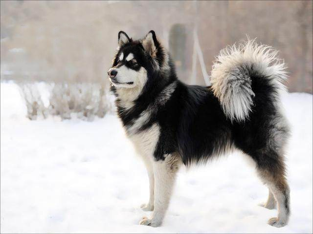 阿拉斯加雪橇犬