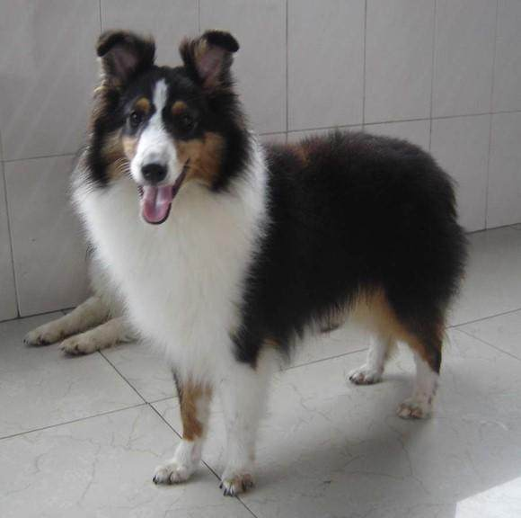 喜乐蒂牧羊犬