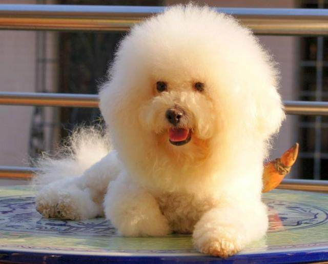 卷毛比熊犬