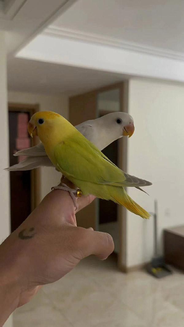 鹦屋宠物生活馆