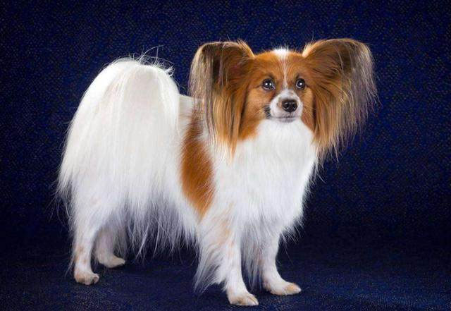 蝴蝶犬