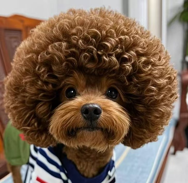 春日宠物泰迪犬照顾日常注意事项