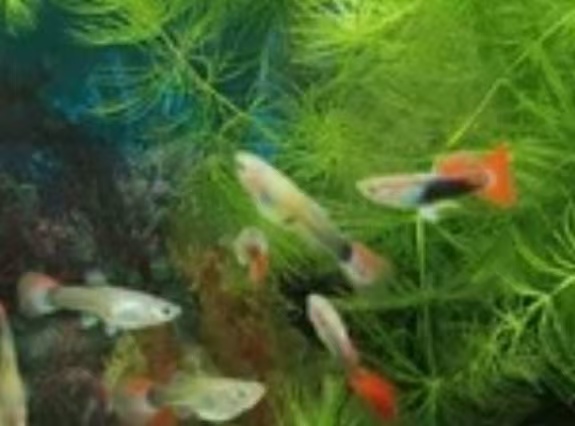 宠物观赏鱼之孔雀鱼