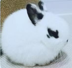 宠物兔之熊猫兔